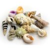 HOBBY Sea Shells Set S 20 pcs. 1