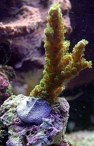 Fauna Marin Coral Kit 6