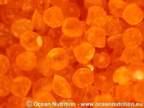 Ocean Nutrition Shell Free Artemia 500 gr 4