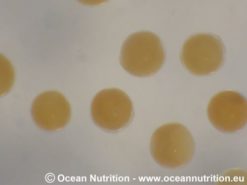 Ocean Nutrition Shell Free Artemia 500 gr 7