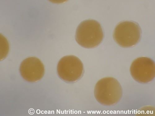 Ocean Nutrition Shell Free Artemia 500 gr 5