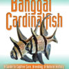 Two Little Fishies, Inc. Banggai Cardinalfish 2